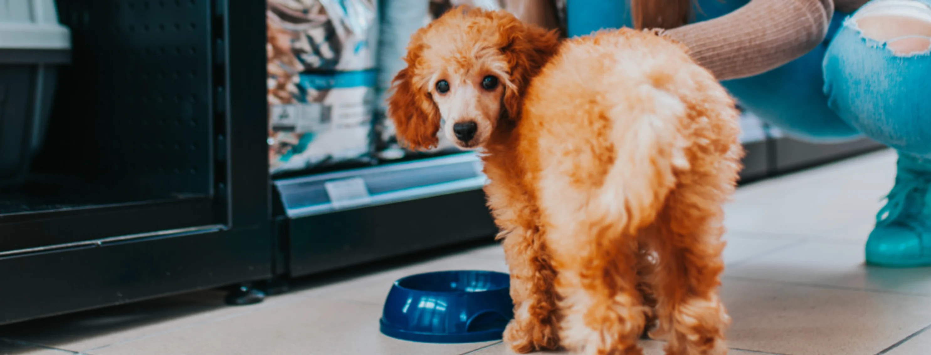 Dog Looking at Camera Inside Store